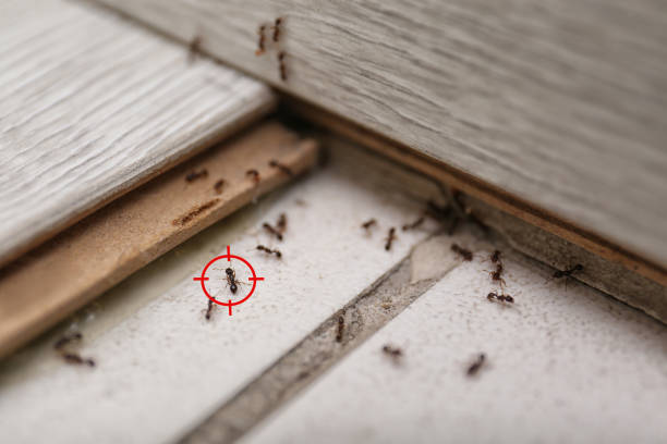 Best Residential Pest Control  in Archbold, OH
