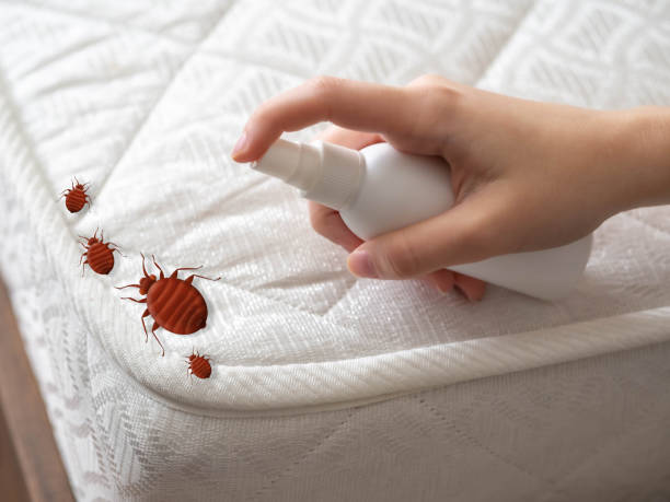 Best Wasp Removal Services  in Archbold, OH