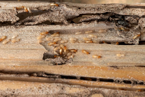 Best Best Pest Control Companies  in Archbold, OH